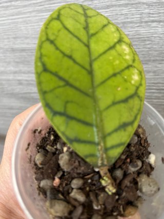 Hoya Callistophylla