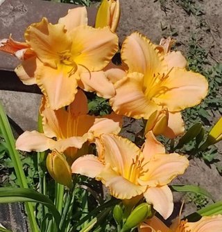 Pianta Daylily Hemerocallis 'Angel of Light'
