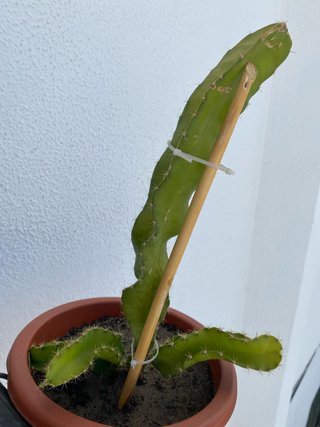 Planta de Pitaya