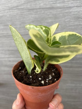 Peperomia obtusifolia variegada