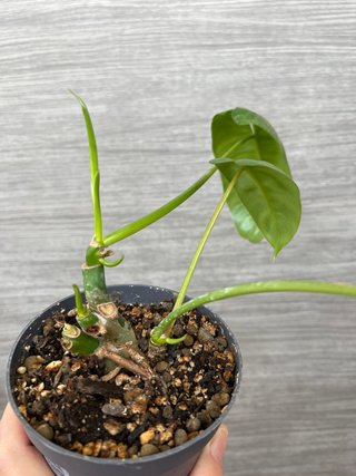 Philodendron Burle Marx Planta