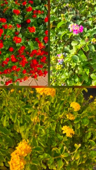 20 Semillas Lantana Mix Colores Variados