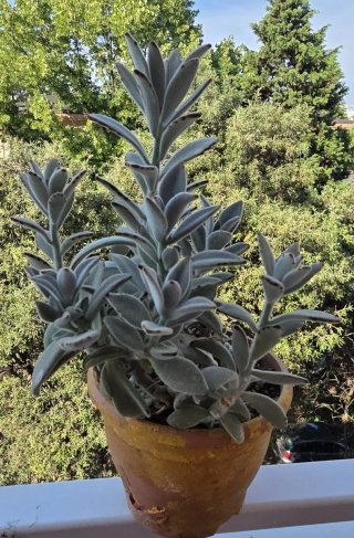 Kalanchoe tomentosa Pianta Panda
