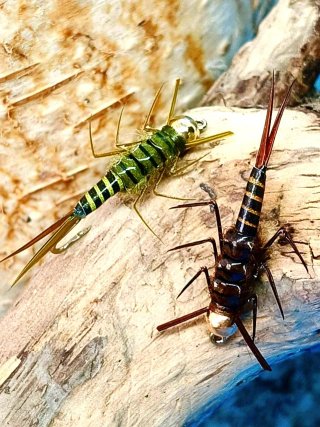 Mosca ninfa pesca Stonefly Oliva