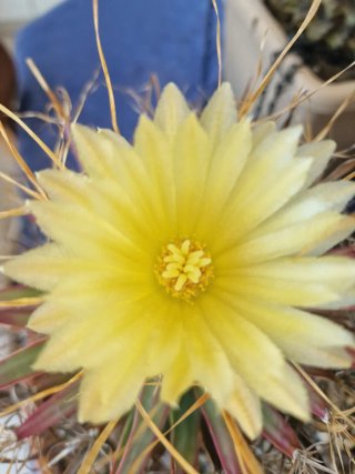 Leuchtenbergia principis vaso 20