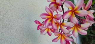 Plumeria Florencia