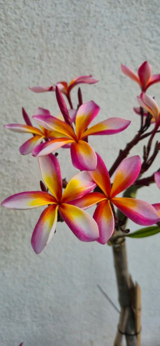 Plumeria Florencia