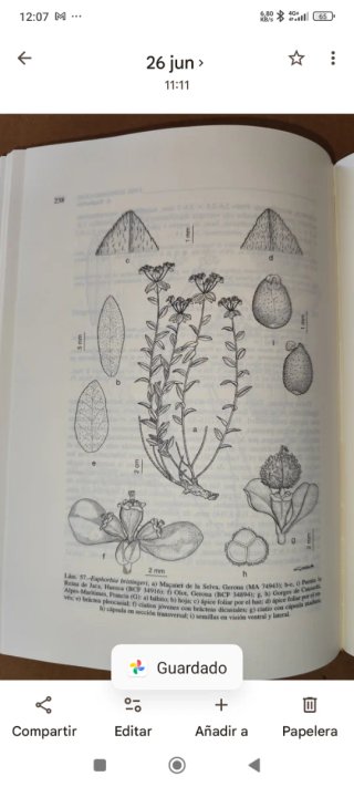 Flora Iberica Vol. VIII