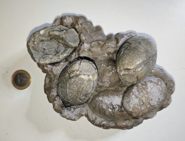 Réplica Nido Triceratops