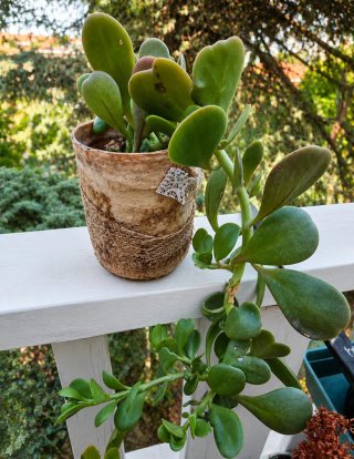 Kleinia petraea (Senecio jacobsenii)