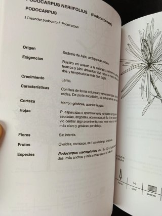 Deodendron Árboles y arbustos de jardín en clim...