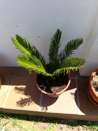 Palmera Sago (Cycas revoluta)