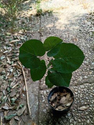 Pianta Albero di Giuda Cercis Siliquastrum H 15-20