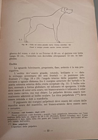 Il pointer (le pontier)