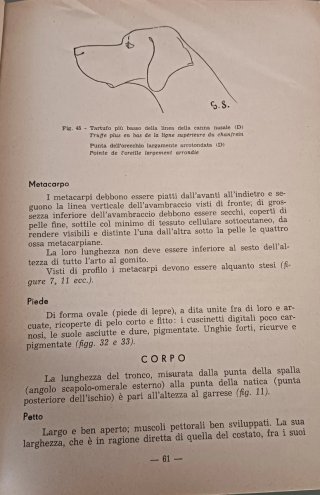 Il pointer (le pontier)