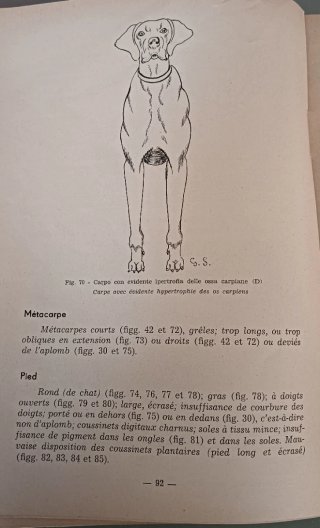 Il pointer (le pontier)