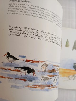 Cuaderno de campo foca monje