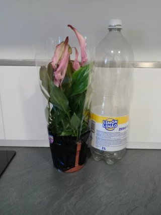 Planta Spathiphyllum rosa