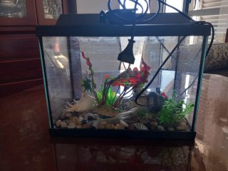 Acuario con decoración y accesorios