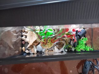 Acuario con decoración y accesorios