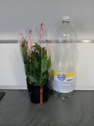 Spathiphyllum rosa