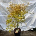 Acero Katsura grande