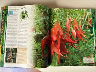 Tierra / Plantas, libros gran formato