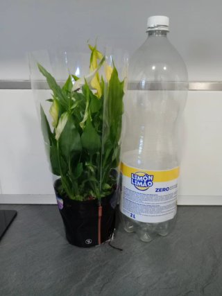 Planta Spathiphyllum amarilla