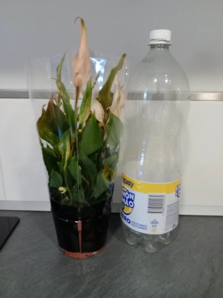 Planta Spathiphyllum