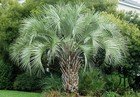 Palma Butia Capitata piccola
