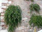 Pianta di cappero