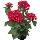 Set 3 Piante Pentas Fiorite Rosse