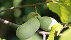 Pianta di Pawpaw Asimina Triloba