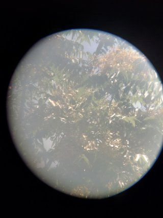 Binocolo Steiner 15X50 funzionante lenti da pulire