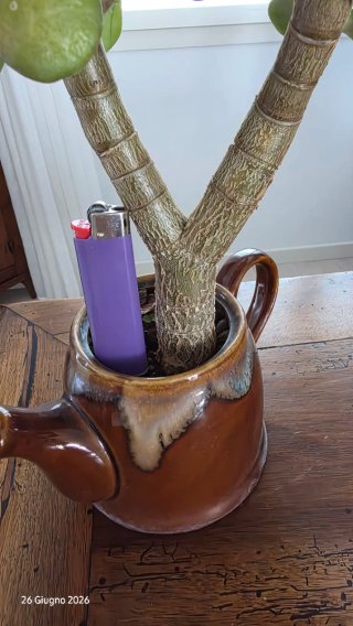 Albero di Giada (Crassula ovata) altezza 26 cm