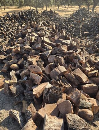 Leña de encina seca Carrasca