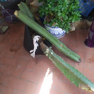 Cactus grande para esqueje o planta