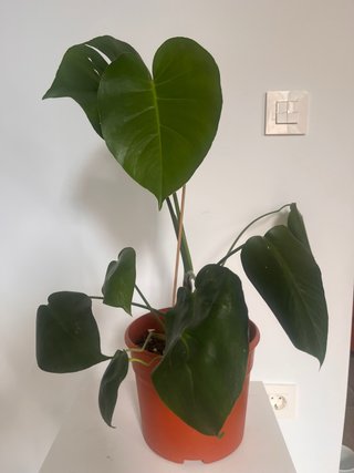 Monstera deliciosa, planta bien establecida