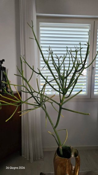 Albero delle Matite (Euphorbia tirucalli)