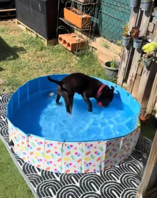 Piscina para perros azul y multicolor