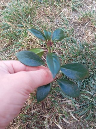 Plantas varias