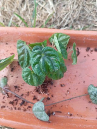 Plantas varias