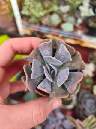 Echeveria 5.5cm