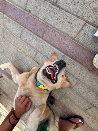 Cuidadora de perros a domicilio