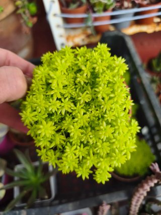 Sedum tokio 8.5cm