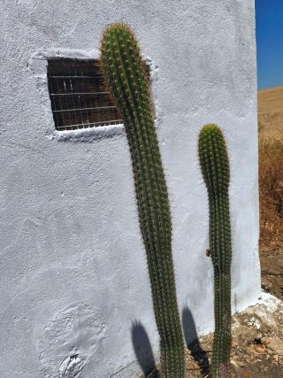 Echinopsis schickendantzii 90 cm