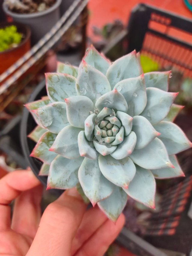 Echeveria blue birds 10.5cm