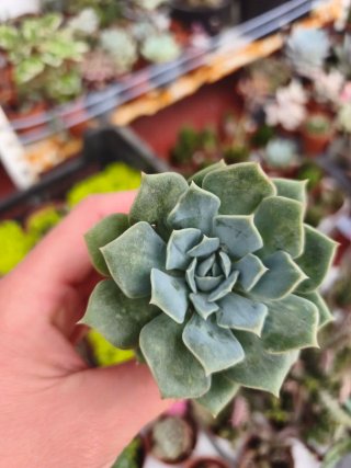 Echeveria 5.5cn