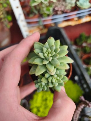 Sedeveria híbrido x sedum burrito 5.5 cm
