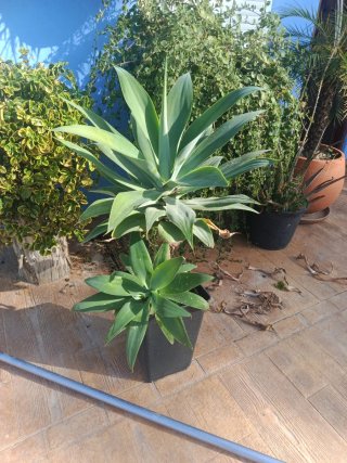 Planta Agave Cuello de Cisne